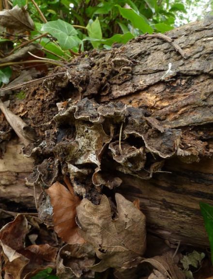 Over-mature fruit bodies on fallen willow in Hertfordshire, UK.